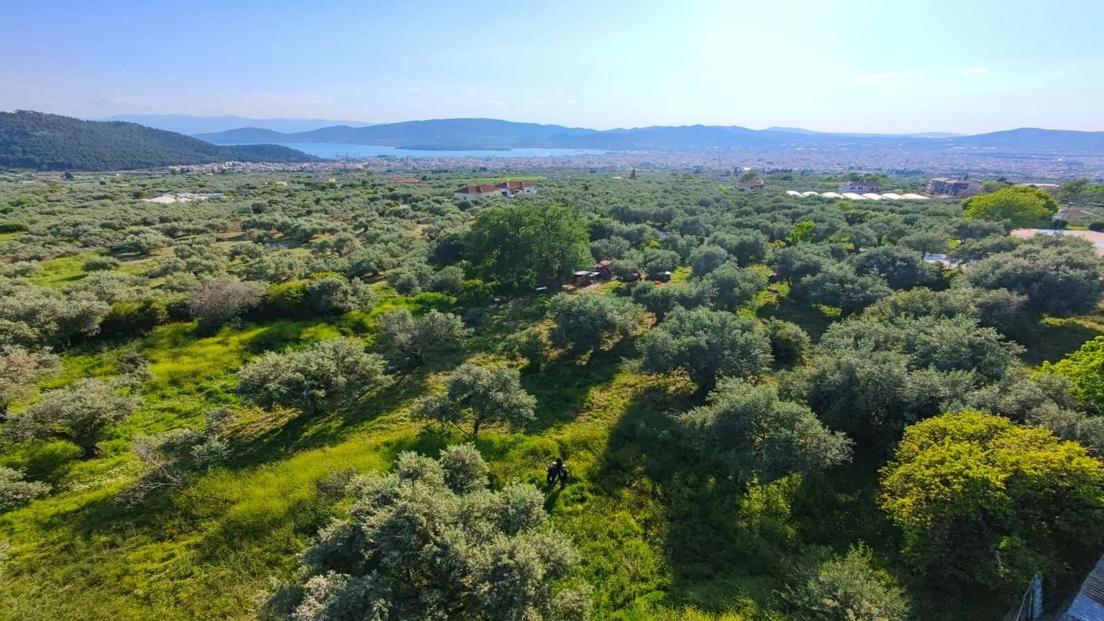 Ancient Groves of Mount Pelion