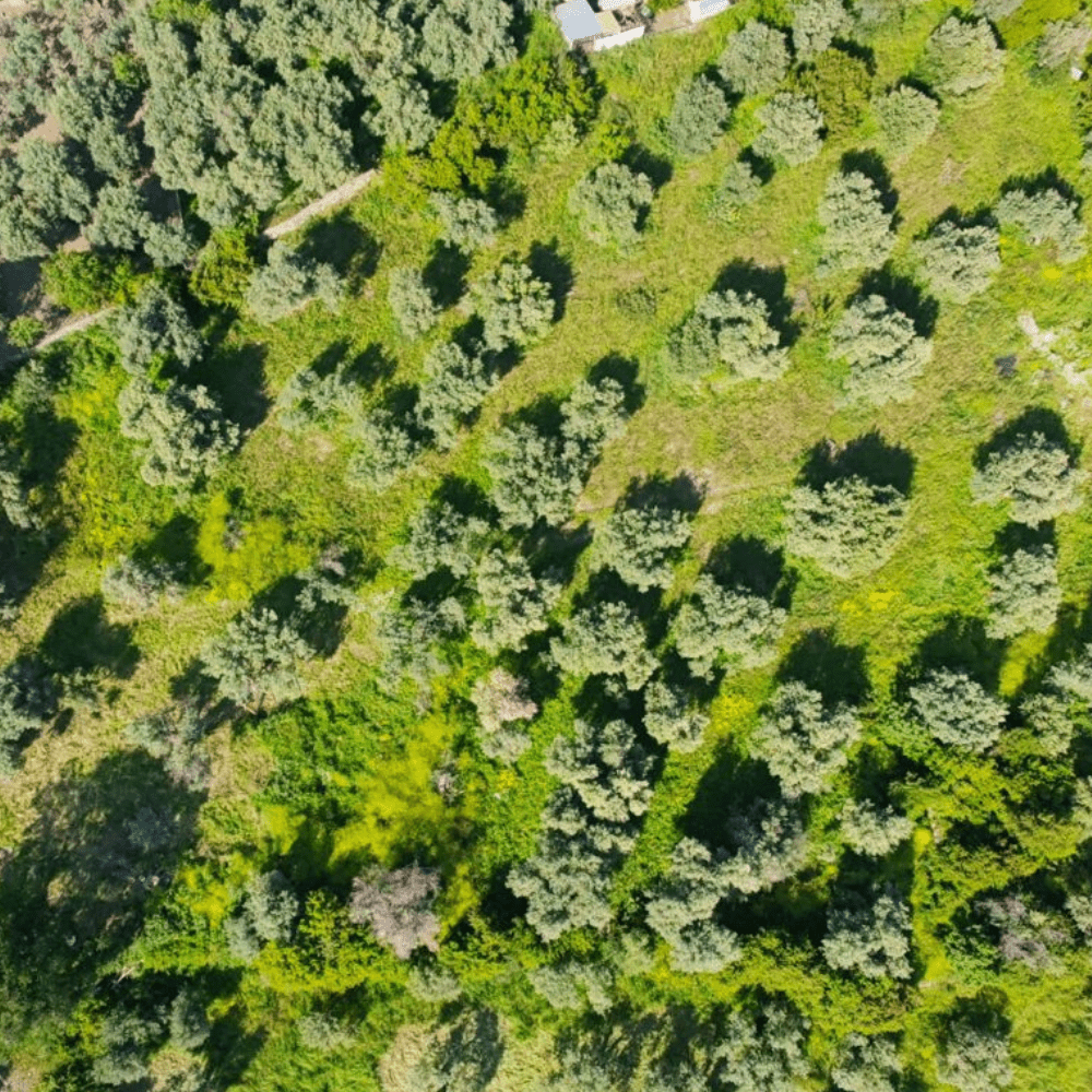 the farm from above Olive Farm